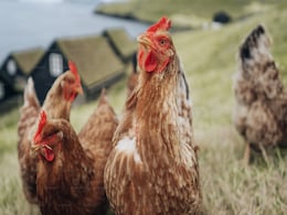 Washington Reports Four New Bird Flu Cases in Farmworkers, US Tally Reaches 31 Washington Reports Four New Bird Flu Cases in Farmworkers, US Tally Reaches 31