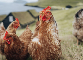 Washington Reports Four New Bird Flu Cases in Farmworkers, US Tally Reaches 31