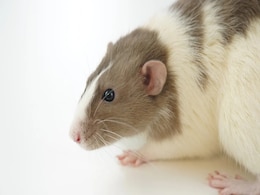 Giant Rats in Africa Trained to Detect Ivory and Wildlife Products at Ports Giant Rats in Africa Trained to Detect Ivory and Wildlife Products at Ports
