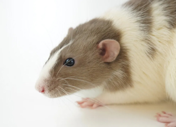 Giant Rats in Africa Trained to Detect Ivory and Wildlife Products at Ports