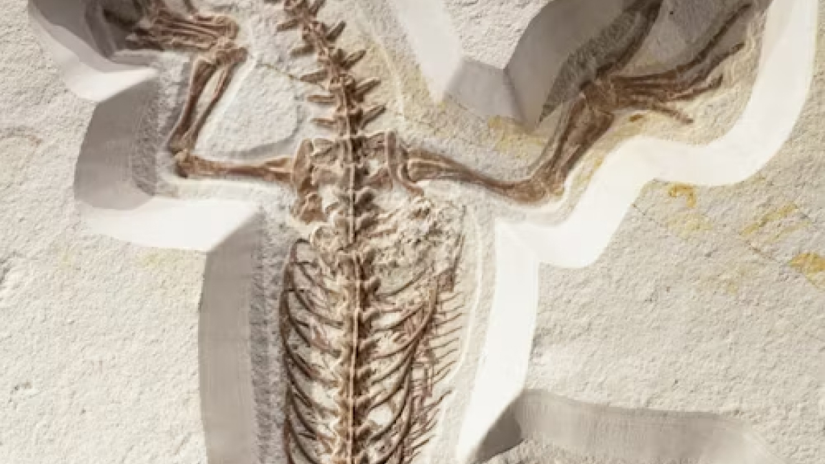 First Dinosaur Fossils Unearthed in Hong Kong&rsquo;s Port Island, Revealing Ancient History