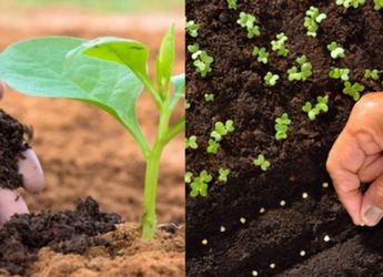 Best Organic Fertilisers for Home Garden & Indoor Plants: Grow Healthy Leaves & Blooms
