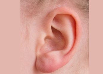 Ear Muscles Flex to Help Focus on Sounds, Study Reveals Evolutionary Link