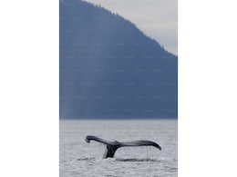 World's Largest Ocean Predator-Prey Marine Event Captured Off Norway's Coast World's Largest Ocean Predator-Prey Marine Event Captured Off Norway's Coast