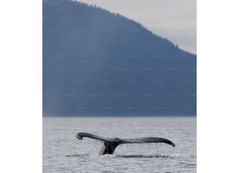 World&#039;s Largest Ocean Predator-Prey Marine Event Captured Off Norway&#039;s Coast