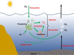 Plankton’s Ability To Sequester Carbon Is Influenced by Ocean Density, Study Shows Plankton’s Ability To Sequester Carbon Is Influenced by Ocean Density, Study Shows