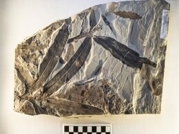 Alien Plant Fossil Discovered Near Utah, Cannot Be Linked to Any Known Plant Family Alien Plant Fossil Discovered Near Utah, Cannot Be Linked to Any Known Plant Family