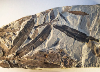 Alien Plant Fossil Discovered Near Utah, Cannot Be Linked to Any Known Plant Family