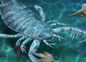 125-Million-Year-Old Scorpion Fossil Discovered in China, Shedding Light on Mesozoic-Era Predators