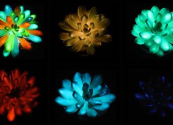 Glow-in-the-Dark Succulents Could One Day Replace Lamps and Streetlights