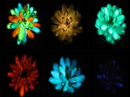 Scientists Create Glow-in-the-Dark Succulents That Can Replace Lamps and Streetlights Scientists Create Glow-in-the-Dark Succulents That Can Replace Lamps and Streetlights