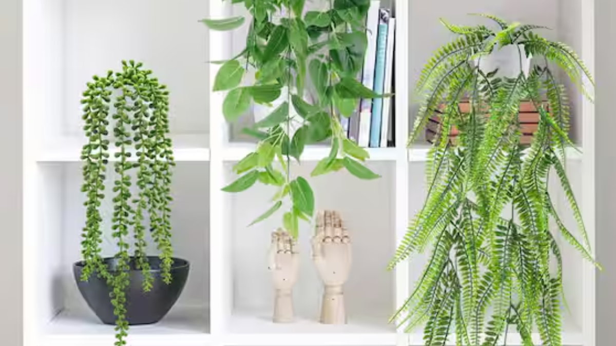 Myntra BFF Sale 2025: Indoor Hanger Plants to Keep Your Home Feeling Happy