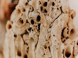 Skeleton in Found Belgium Contains Bones from Five People Across 2,500 Years of History Skeleton in Found Belgium Contains Bones from Five People Across 2,500 Years of History