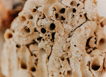 Skeleton in Found Belgium Contains Bones from Five People Across 2,500 Years of History