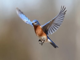 Feather-Inspired Wing Flaps Could Boost Aircraft Lift and Performance, Claims New Study Feather-Inspired Wing Flaps Could Boost Aircraft Lift and Performance, Claims New Study