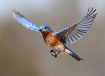 Feather-Inspired Wing Flaps Could Boost Aircraft Lift and Performance, Claims New Study
