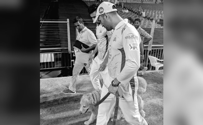 महेंद्र सिंह धोनी ने किया दुलार, तो सिक्योरिटी डॉग ने दी खास अंदाज में सलामी, VIDEO