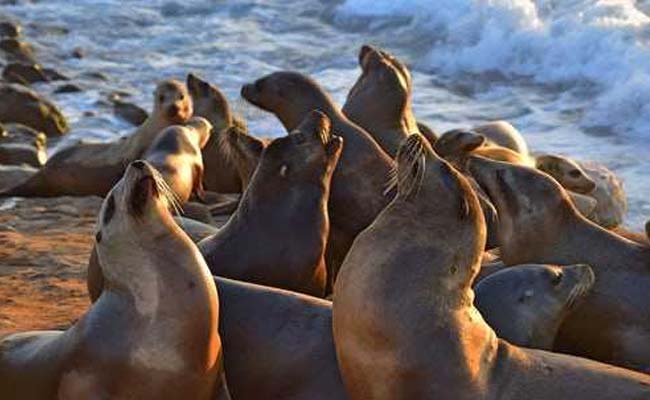 Seals Are Being Killed In Northern France, And No One Knows Why