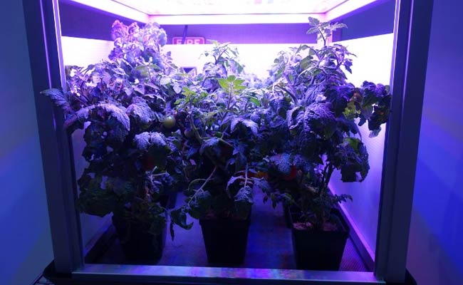 The Challenge Of Space Gardening: One Giant 'Leaf' For Mankind