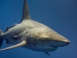 Pregnant Great White Shark Killed in Queensland to Aid in Scientific Research Pregnant Great White Shark Killed in Queensland to Aid in Scientific Research