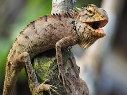 Scientists Discover New Triassic Reptile with Unique Teeth in England Scientists Discover New Triassic Reptile with Unique Teeth in England