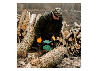 Ancient Log Discovery in Canada Shows How Wood Burial Could Be Key to Affordable Carbon Storage
