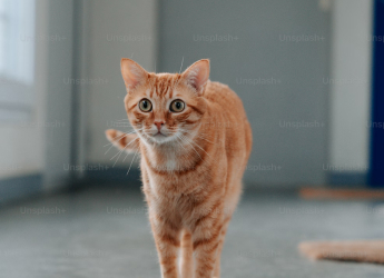 Cats Associate More with Words Compared to Human Babies, New Study Reveals