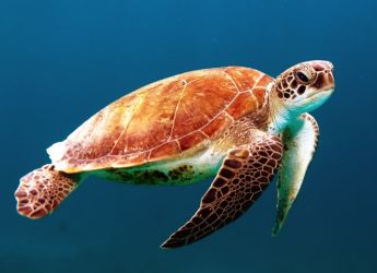 PFAS Chemicals Harm Freshwater Turtles in Australia, New Research Finds