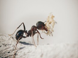 Velvet Ants Venom Affect Mammals and Insects Differently, Claims New Study Velvet Ants Venom Affect Mammals and Insects Differently, Claims New Study