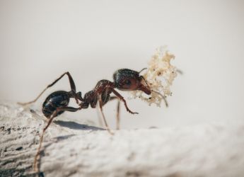 Velvet Ants Venom Affect Mammals and Insects Differently, Claims New Study
