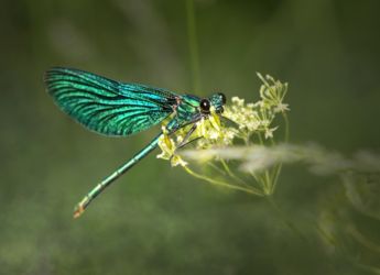 Scientists Discover Parasitic Worms That Hunt Using Static Electricity