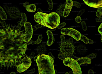 &lsquo;Chonkus&rsquo; Algae Found Off Italian Coast Holds Promise for Improve Climate Change Situation