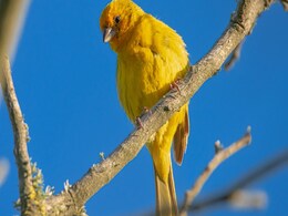 Here's How Environmental and Physical Traits Shape Bird Sounds Across Habitats Here's How Environmental and Physical Traits Shape Bird Sounds Across Habitats