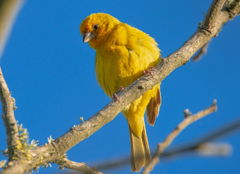 Here&#039;s How Environmental and Physical Traits Shape Bird Sounds Across Habitats