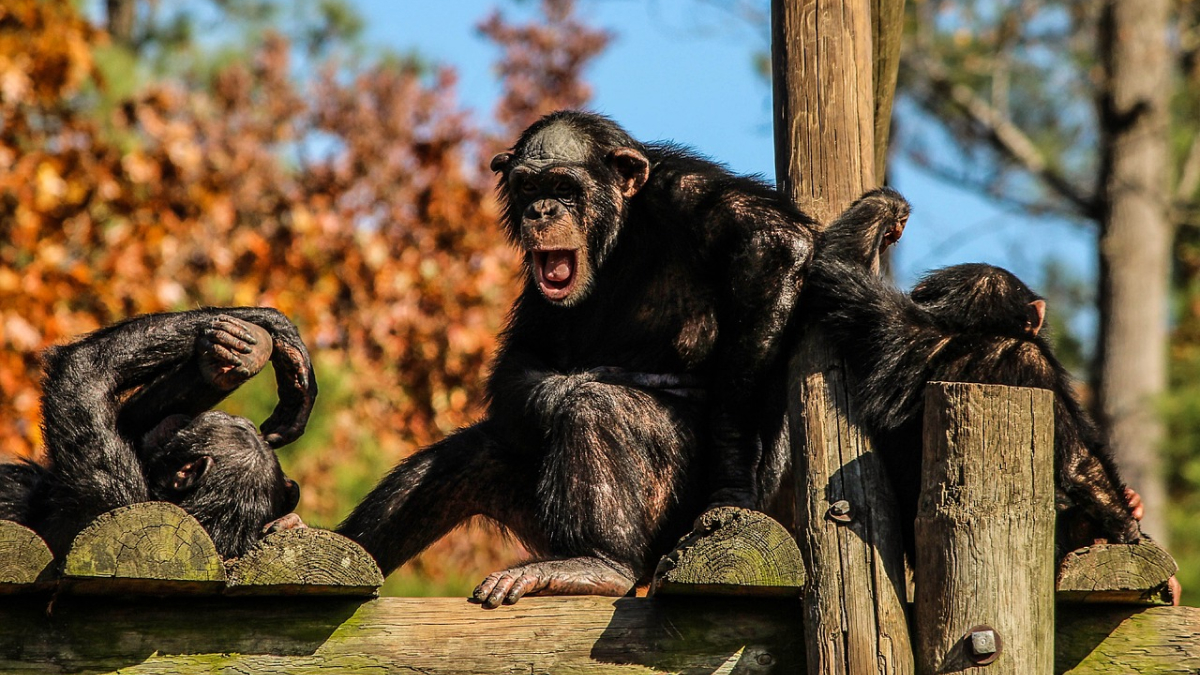Chimpanzees&rsquo; Task Performance Improves With Human Audience, Study Finds