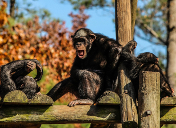 Chimpanzees&rsquo; Task Performance Improves With Human Audience, Study Finds