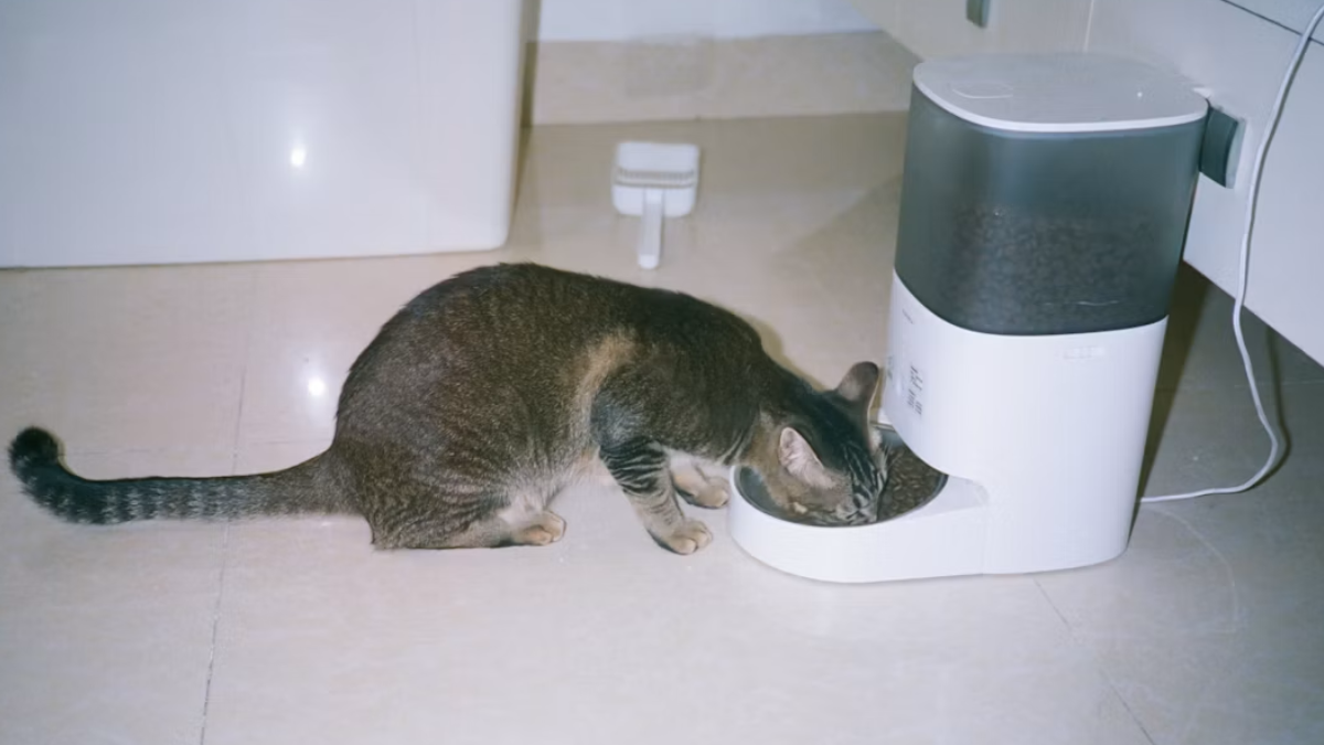 Best Automatic Pet Feeders for Busy Dog & Cat Parents: Portion Control Made Easy