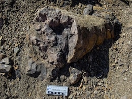 Fossil Evidence Shows Plants Survived the End-Permian Mass Extinction in China Fossil Evidence Shows Plants Survived the End-Permian Mass Extinction in China