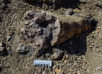 Fossil Evidence Shows Plants Survived the End-Permian Mass Extinction in China