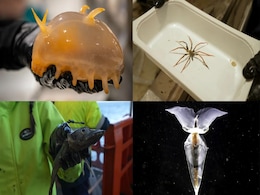 Scientists Reportedly Discover New Species of Marine Life on the Antarctic Ocean Floor Scientists Reportedly Discover New Species of Marine Life on the Antarctic Ocean Floor