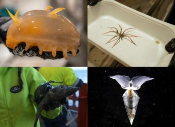 Scientists Reportedly Discover New Species of Marine Life on the Antarctic Ocean Floor