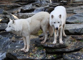 Scientists Revive Dire Wolves Using Ancient DNA and Modern Gene Editing