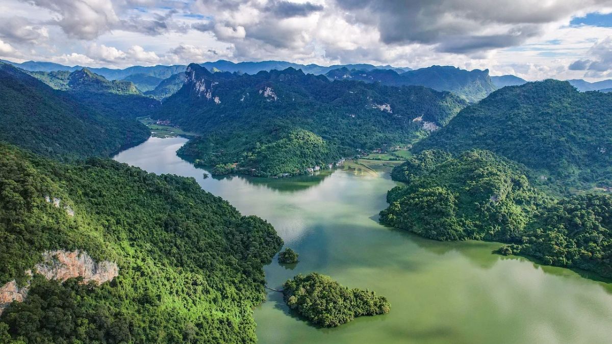 Tropical Tree in Panama Evolves Shocking Defense, Strikes Rivals with Lightning Bolts