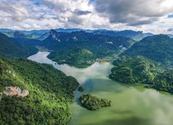 Tropical Tree in Panama Evolves Shocking Defense, Strikes Rivals with Lightning Bolts