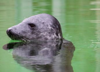 Study Finds Grey Seals Can Track Blood Oxygen to Prevent Drowning