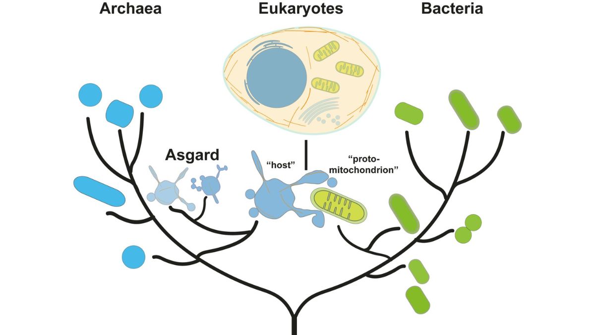 Asgard Archaea May Hold the Key to the Origins of Eukaryotic Life, New Study Suggests