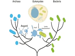 Asgard Archaea May Hold the Key to the Origins of Eukaryotic Life, New Study Suggests Asgard Archaea May Hold the Key to the Origins of Eukaryotic Life, New Study Suggests