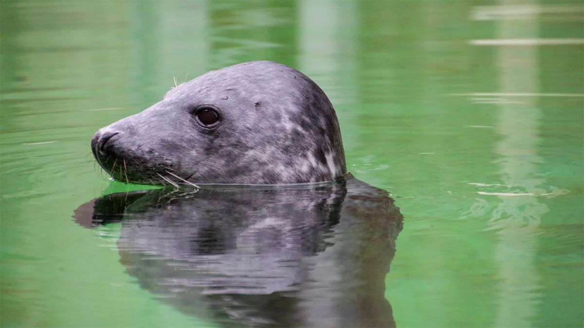 Study Finds Grey Seals Can Track Blood Oxygen to Prevent Drowning