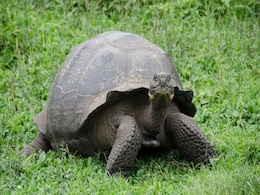 100-Year-Old Tortoise Starts His First-Time Fatherhood at Philadelphia Zoo 100-Year-Old Tortoise Starts His First-Time Fatherhood at Philadelphia Zoo