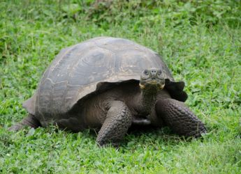 100-Year-Old Tortoise Starts His First-Time Fatherhood at Philadelphia Zoo